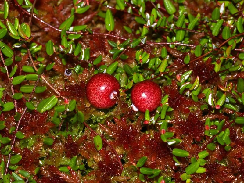 Cranberry (Vaccinium oxycoccos) growing in a UK garden