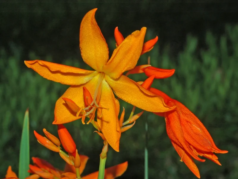 Crocosmia (Crocosmia 'Lucifer') growing in a UK garden
