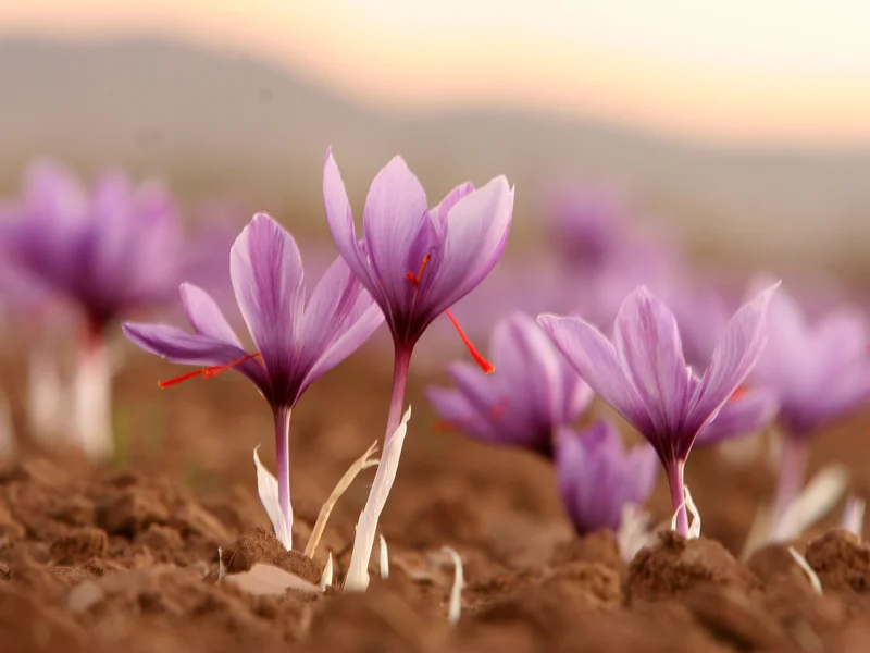 Crocus (Crocus) growing in a UK garden