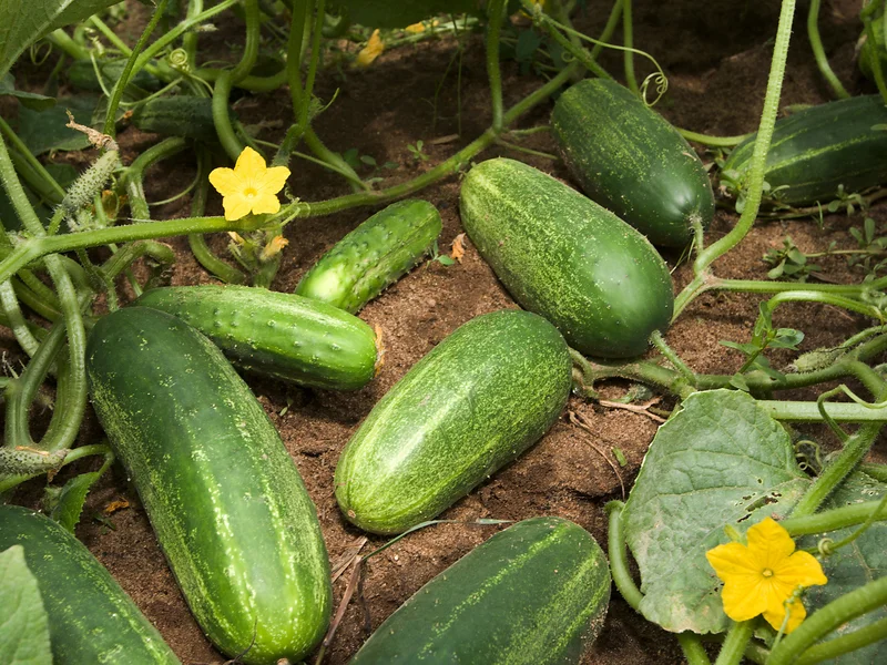 Cucumber (Cucumis sativus) growing in a UK garden