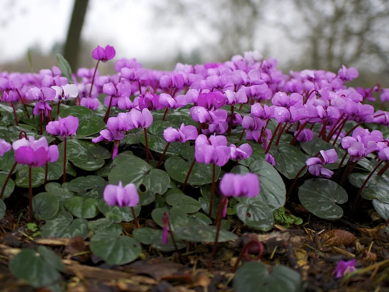 Hardy Cyclamen (Cyclamen coum) growing in a UK garden