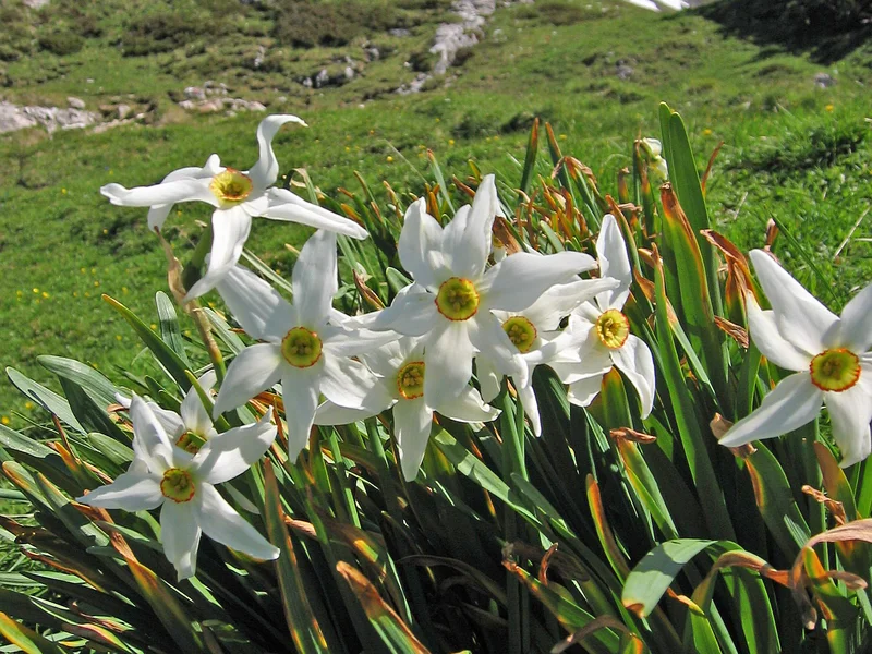Daffodil (Narcissus) growing in a UK garden
