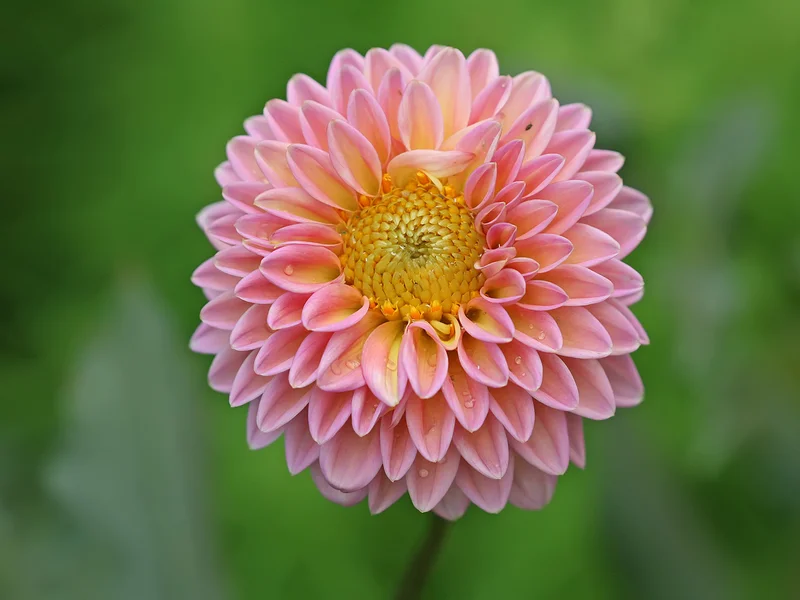 Dahlia (Dahlia) growing in a UK garden