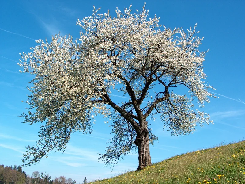 Damson (Prunus insititia) growing in a UK garden