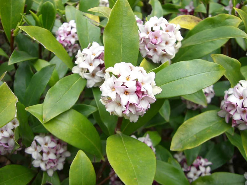 Daphne (Daphne odora) growing in a UK garden
