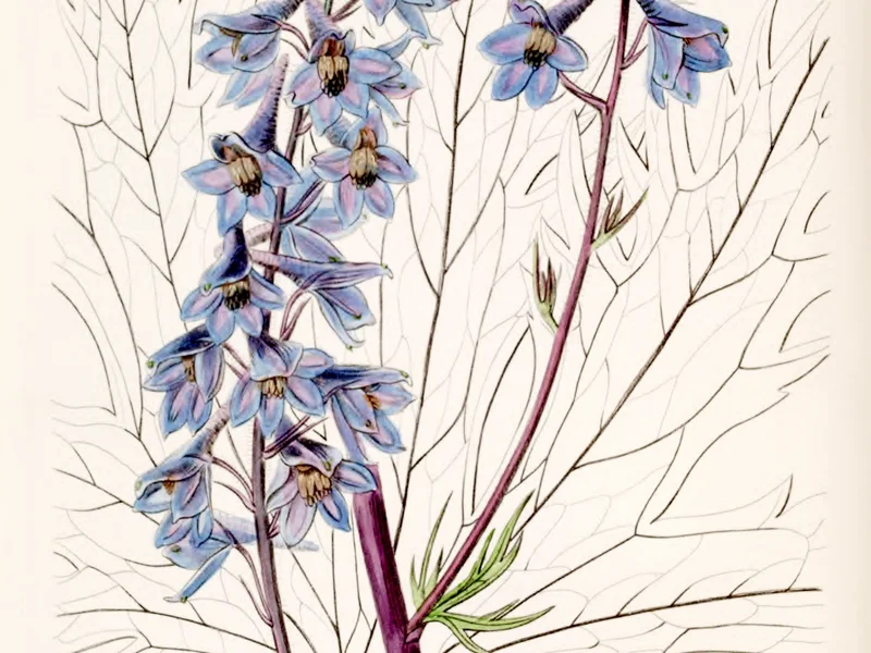 Delphinium (Delphinium) growing in a UK garden