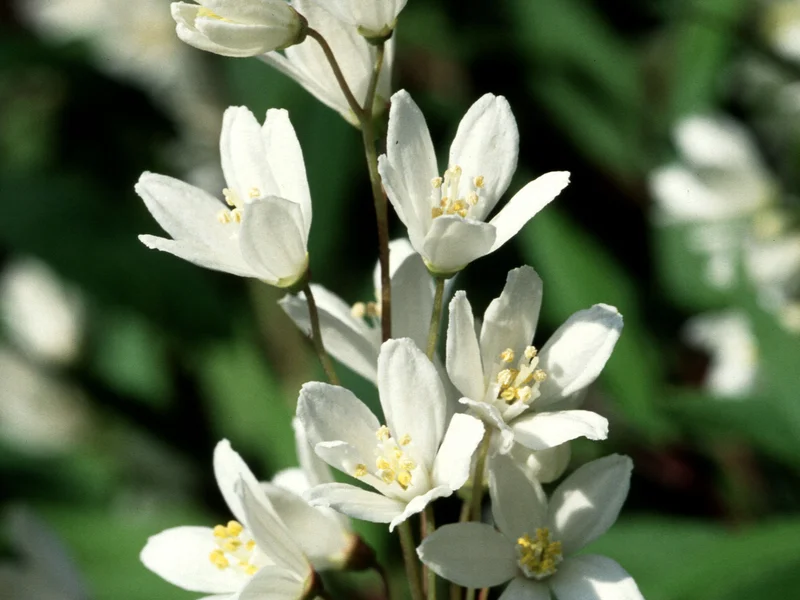 Deutzia growing in a UK garden