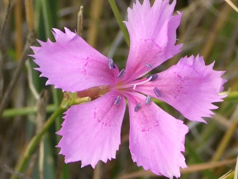 Garden Pinks (Dianthus) growing in a UK garden