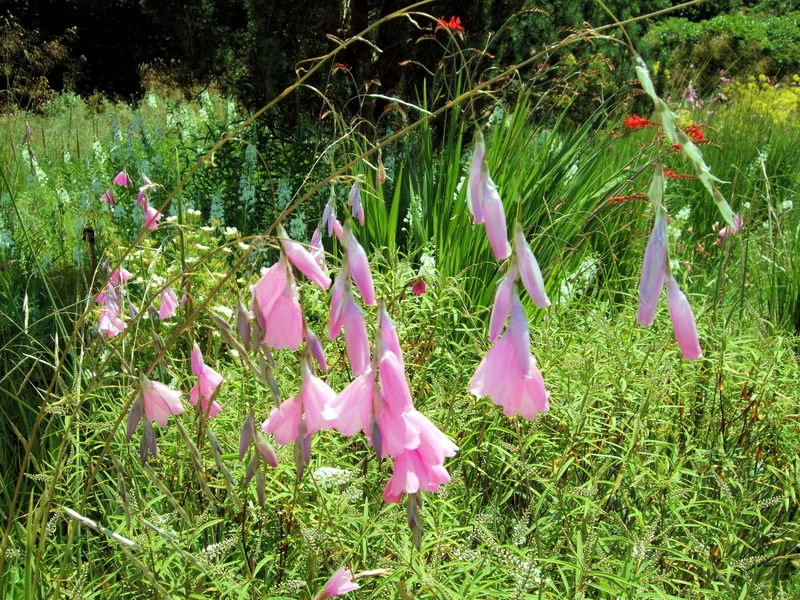 Angel's Fishing Rod (Dierama pulcherrimum) growing in a UK garden