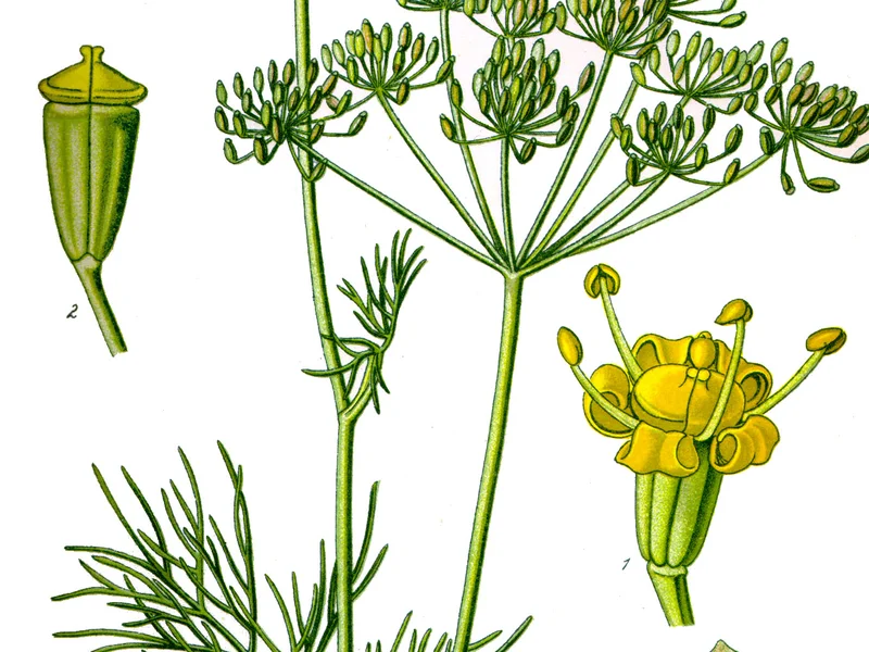 Dill (Anethum graveolens) growing in a UK garden