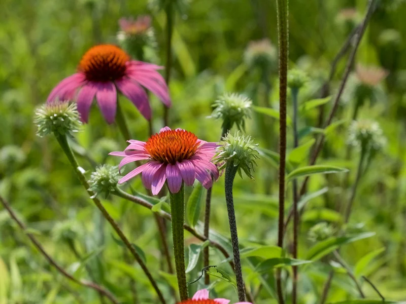 Echinacea (Echinacea purpurea) growing in a UK garden