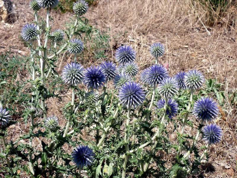 Globe Thistle (Echinops ritro) growing in a UK garden