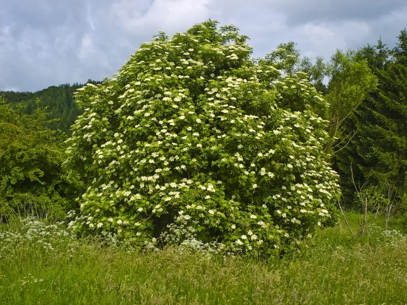 Black Elder (Sambucus nigra) growing in a UK garden