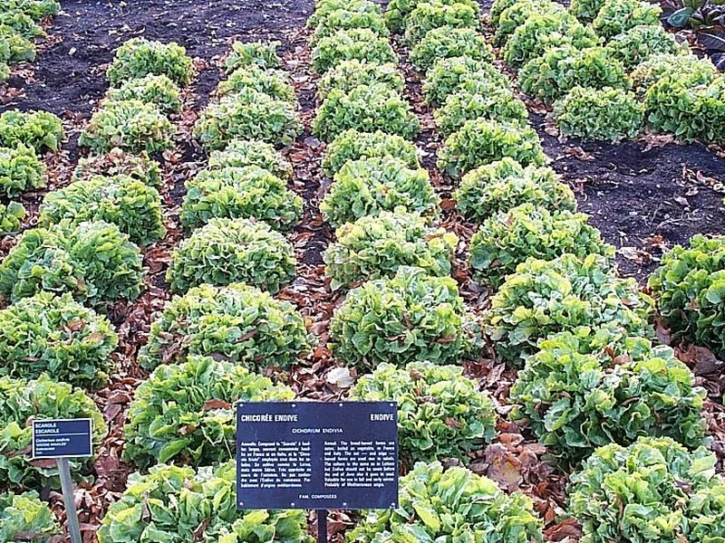 Endive (Cichorium endivia) growing in a UK garden