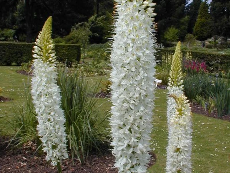 Foxtail Lily (Eremurus) growing in a UK garden