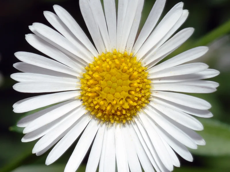 Mexican Fleabane (Erigeron karvinskianus) growing in a UK garden