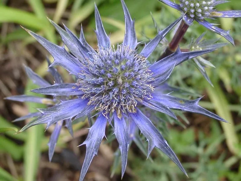 Sea Holly (Eryngium) growing in a UK garden