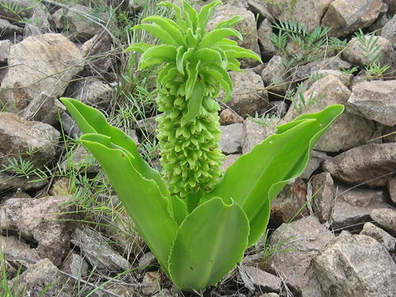 Pineapple Lily (Eucomis) growing in a UK garden
