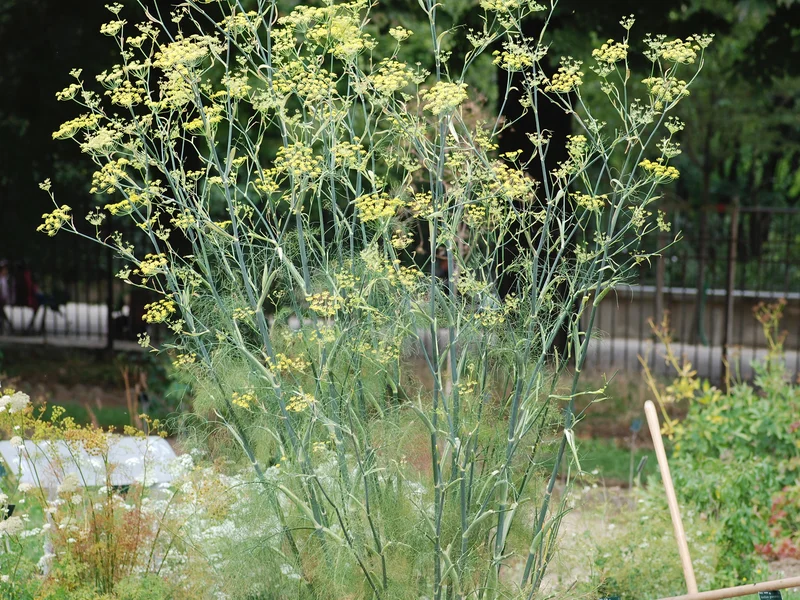 Florence Fennel (Foeniculum vulgare azoricum) growing in a UK garden