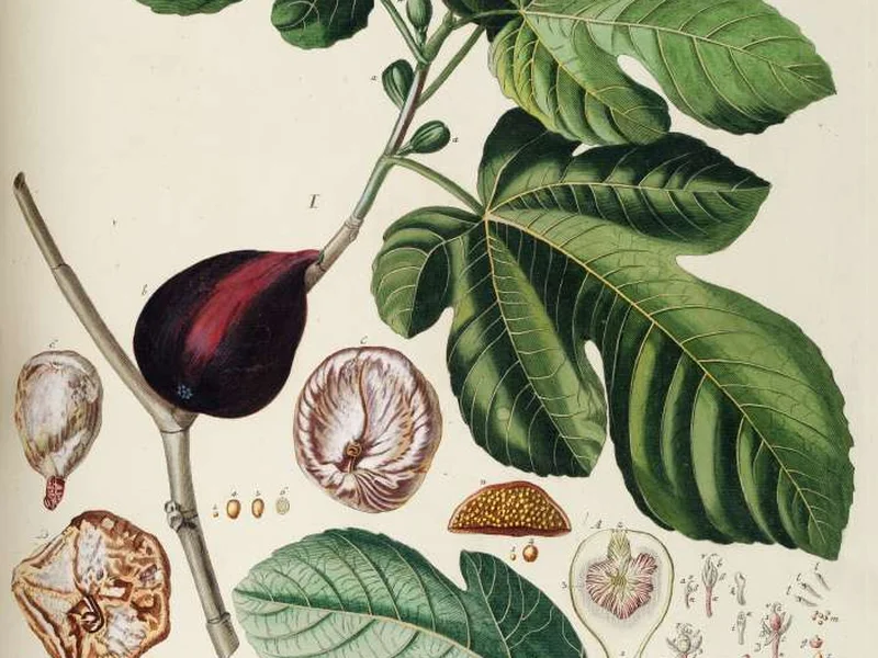 Fig (Ficus carica) growing in a UK garden