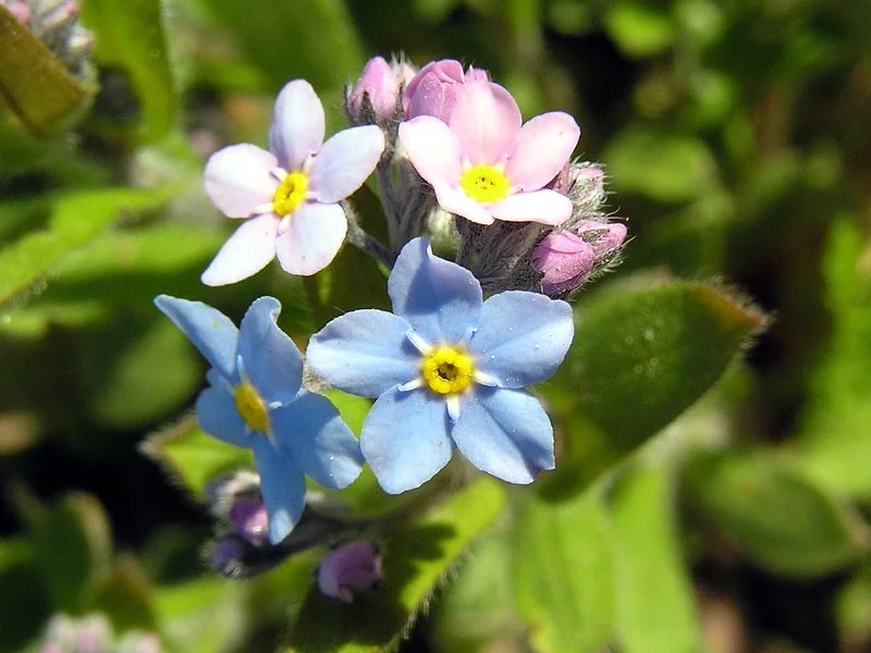 Forget-me-not (Myosotis) growing in a UK garden