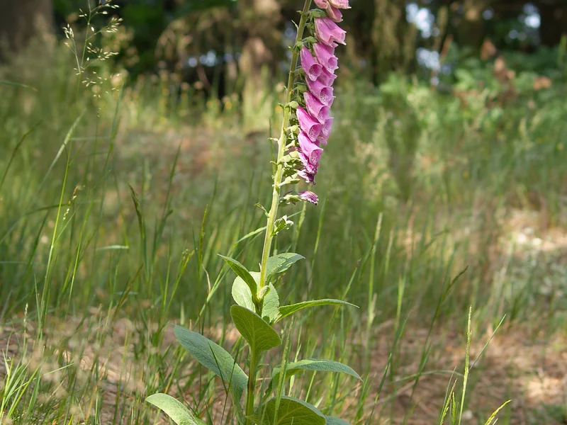 Foxglove (Digitalis purpurea) growing in a UK garden