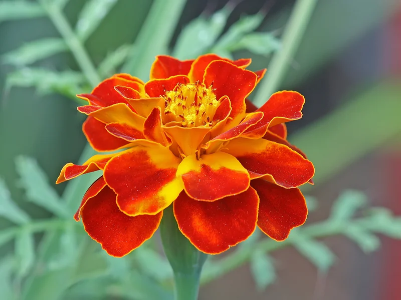 French Marigold growing in a UK garden