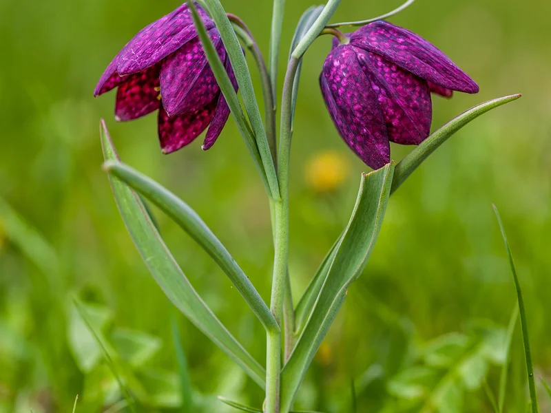 Snake's Head Fritillary (Fritillaria meleagris) growing in a UK garden