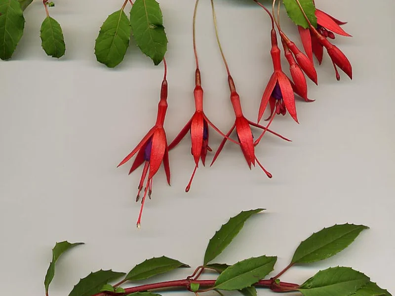 Hardy Fuchsia growing in a UK garden
