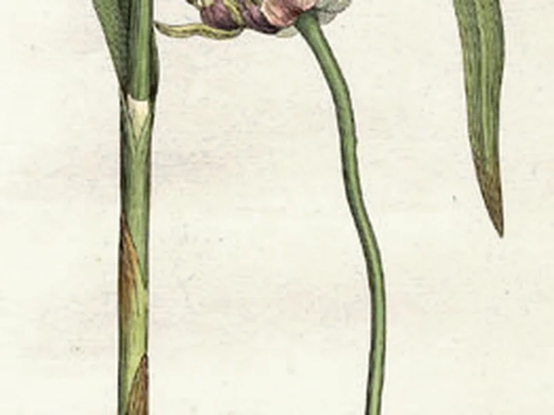 Garlic (Allium sativum) growing in a UK garden