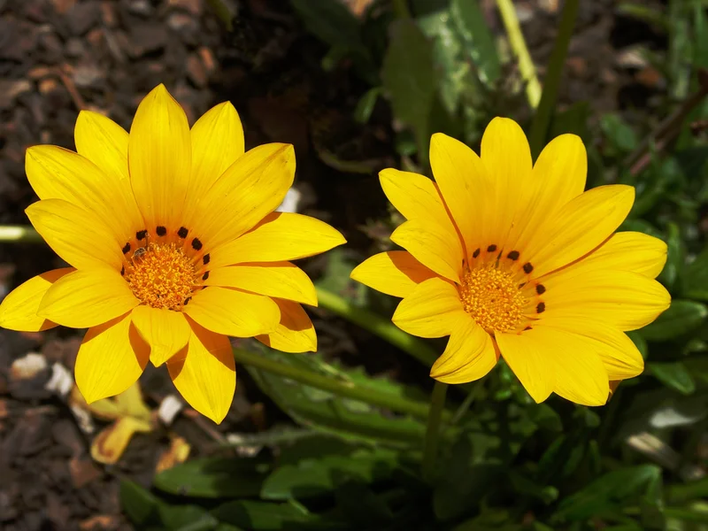 Gazania (Gazania rigens) growing in a UK garden