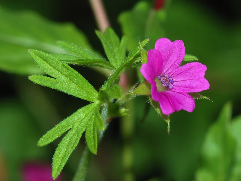 Hardy Geranium (Geranium) growing in a UK garden