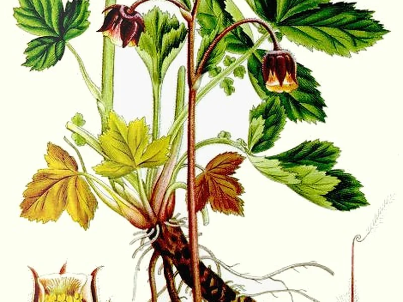 Geum (Geum) growing in a UK garden