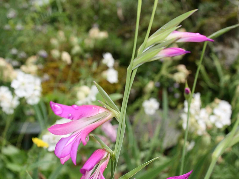 Gladiolus (Gladiolus) growing in a UK garden