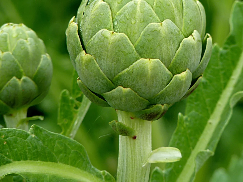 Globe Artichoke (Cynara scolymus) growing in a UK garden