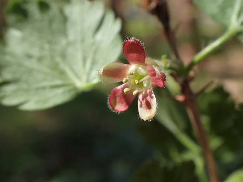 Gooseberry (Ribes uva-crispa) growing in a UK garden