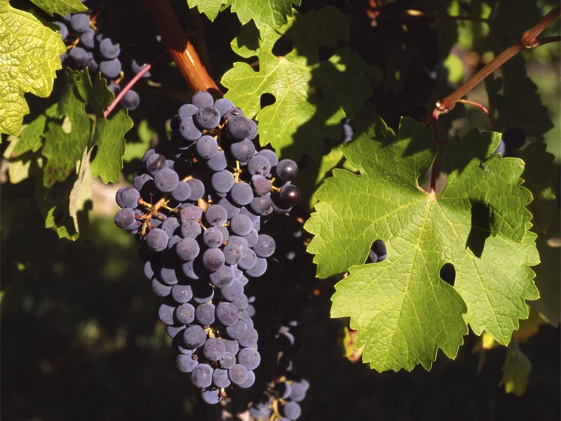 Grape Vine (Vitis vinifera) growing in a UK garden