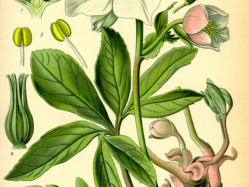 Hellebore (Helleborus) growing in a UK garden