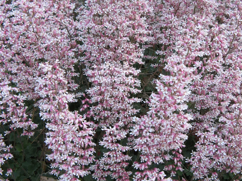 Heuchera growing in a UK garden