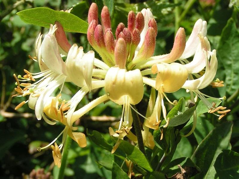 Honeysuckle growing in a UK garden