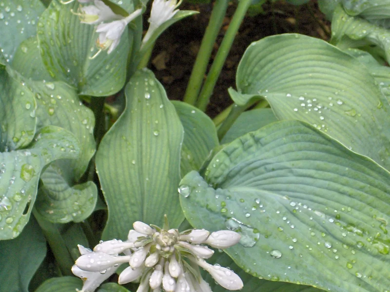Hosta (Hosta) growing in a UK garden