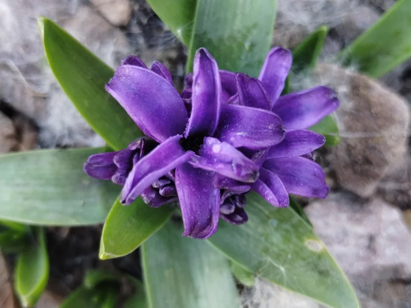 Hyacinth (Hyacinthus orientalis) growing in a UK garden