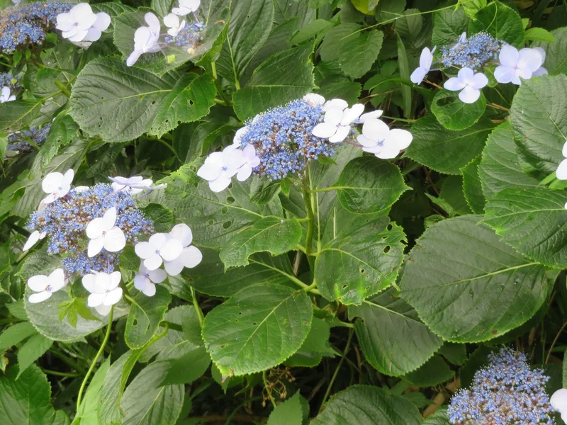 Hydrangea (Hydrangea macrophylla) growing in a UK garden