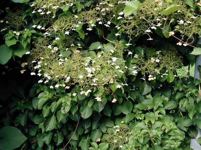 Climbing Hydrangea (Hydrangea petiolaris) growing in a UK garden