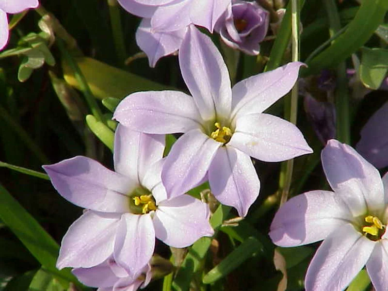 Spring Starflower (Ipheion uniflorum) growing in a UK garden