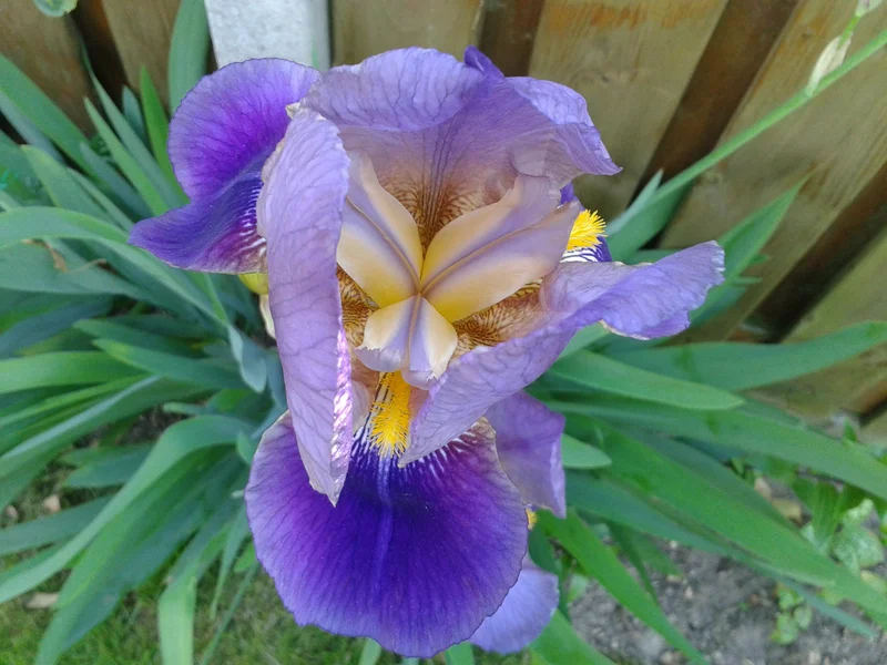 Bearded Iris (Iris germanica) growing in a UK garden