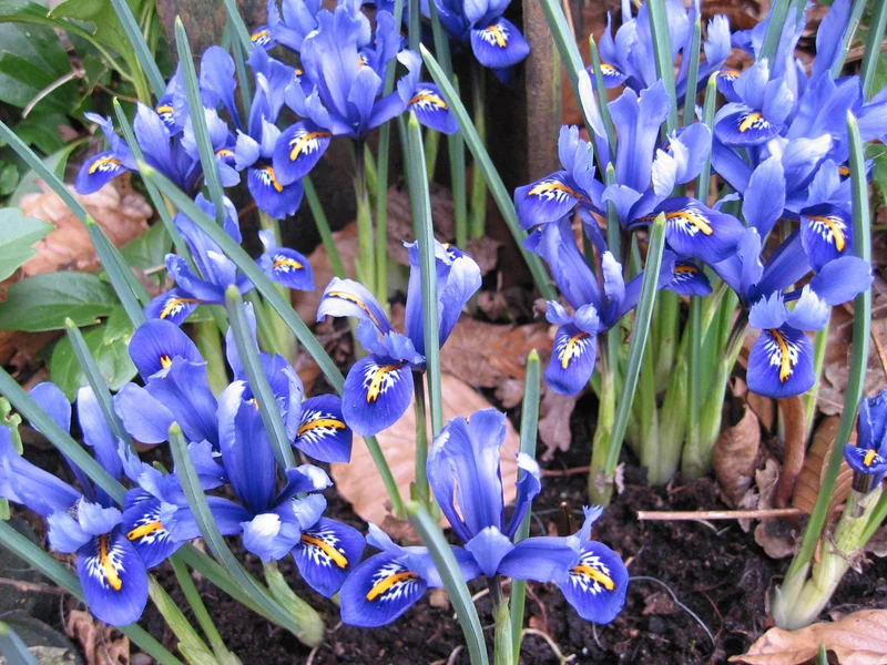 Iris reticulata (Iris reticulata) growing in a UK garden