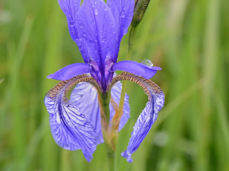 Siberian Iris (Iris sibirica) growing in a UK garden