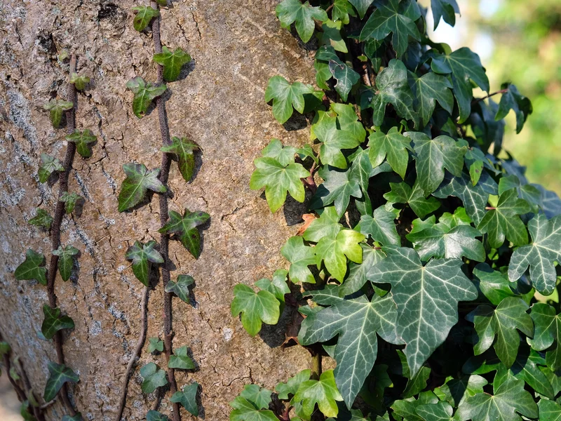 English Ivy (Hedera helix) growing in a UK garden