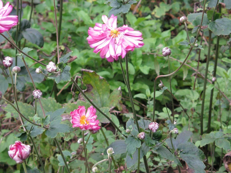 Japanese Anemone (Anemone x hybrida) growing in a UK garden